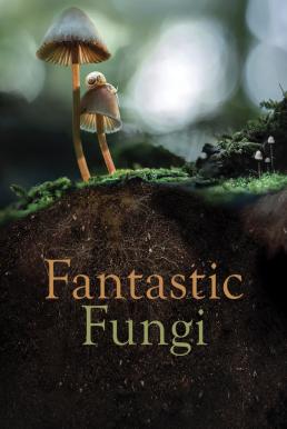 Fantastic Fungi เห็ดมหัศจรรย์ (2019)